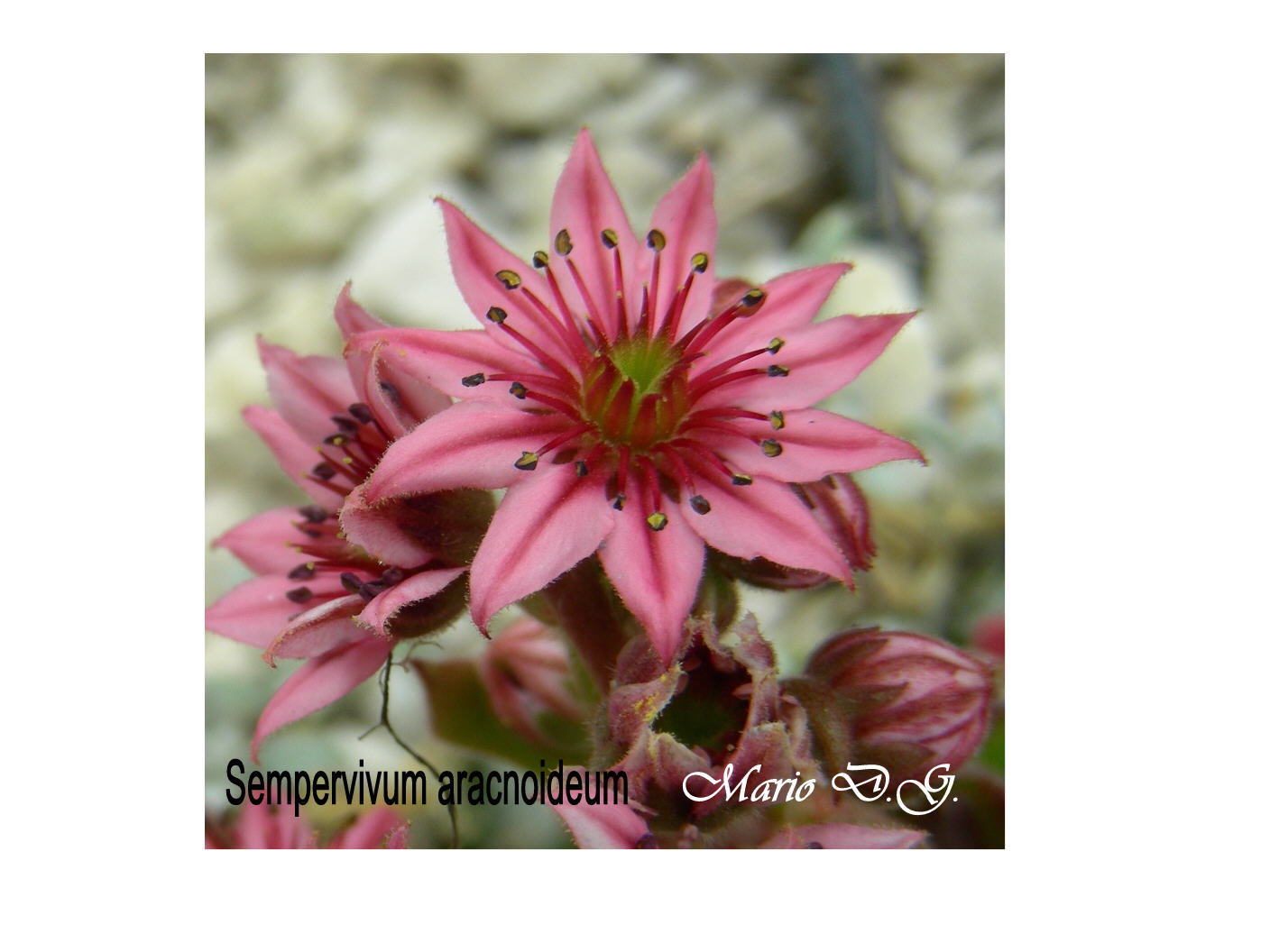 Sempervivum aracnoideum... sul Gran Sasso d''Abruzzo